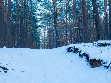 Kar ormanı. Kış ormanı Ormandaki buzlu ağaçlar. Kış manzarası.
