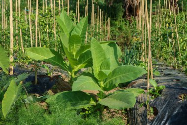 Magelang 'da tütün tarlası. Genç yeşil tütün bitkisi