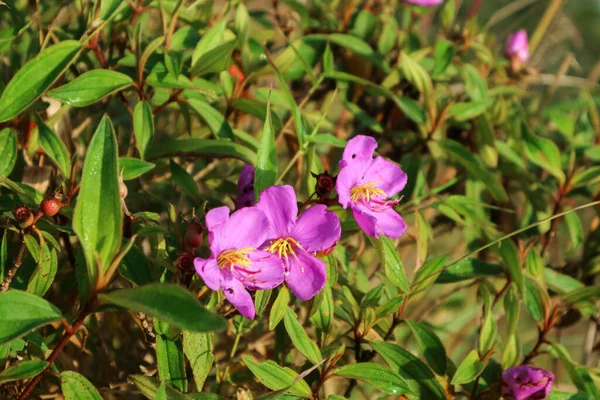 Melastoma malabathricum 'un mor yabani çiçekleri.