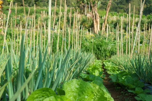 Agricultural field with green leaf lettuce salad and onion on garden bed in vegetable field. Green onions leaf and lettuce leaves grown together on the plantation