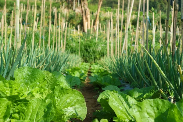 Agricultural field with green leaf lettuce salad and onion on garden bed in vegetable field. Green onions leaf and lettuce leaves grown together on the plantation