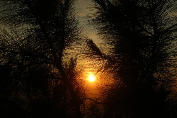 太阳升起在山顶上 由松树枝条构成 美丽的天空背景上的松树枝条在日出的瞬间 — 图库照片