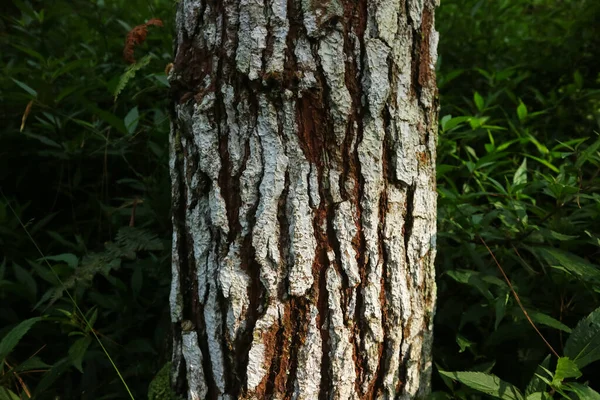 Çam Ağacı Kabuğu Dokusu Kabuk Deseninin Kusursuz Dokusu — Stok fotoğraf