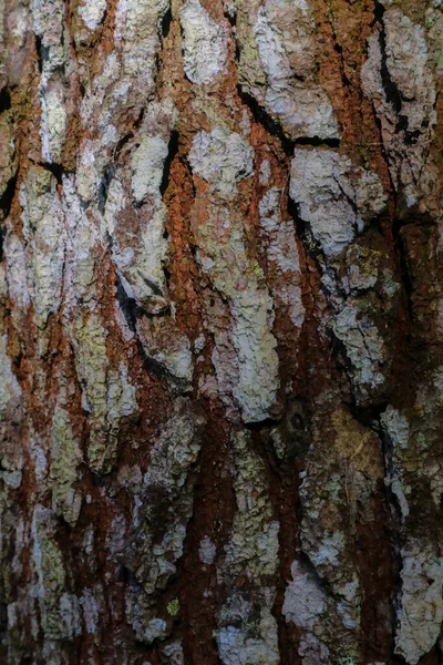 Pine Tree Bark Textur Sömlös Textur Bark Mönster — Stockfoto