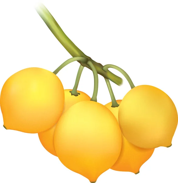 Hyper Realistic Vector Illustration Garcinia Brasiliensis Bacupari Fruit — Stock Vector