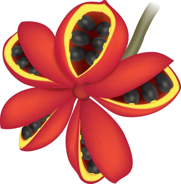 Hyper realistic vector illustration of Sterculia Striata. Chicha fruit.