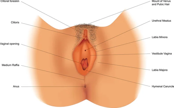 Diagramm Der Weiblichen Genitalien Mit Angabe Der Organe — Stockvektor