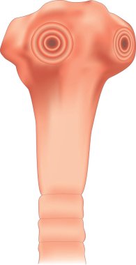 Enayilerle yetişkin taenia saginata scolex.