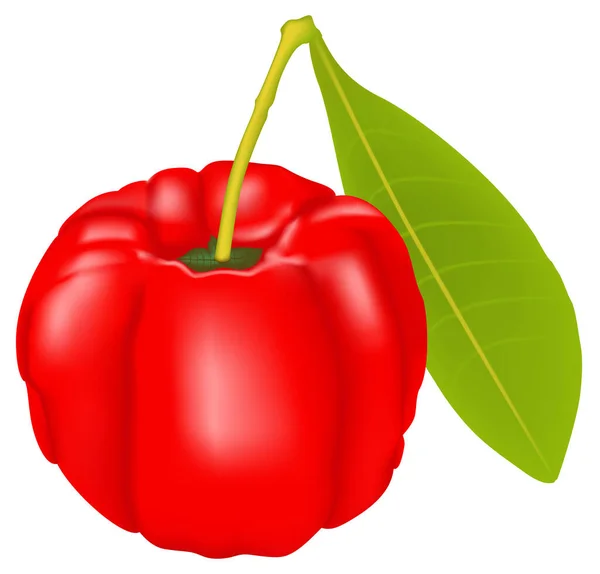 Kırmızı acerola hiper gerçekçi vektör çizimi.