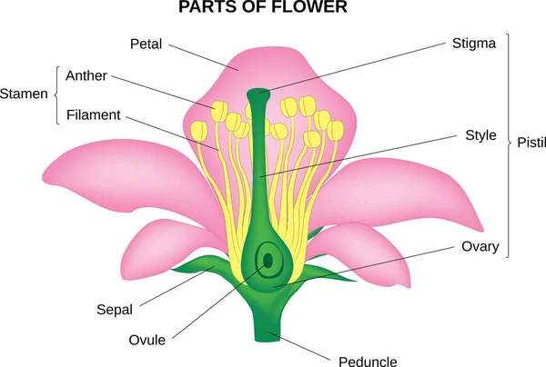 Virág Szaporodási Rendszerének Ábrája — Stock Vector
