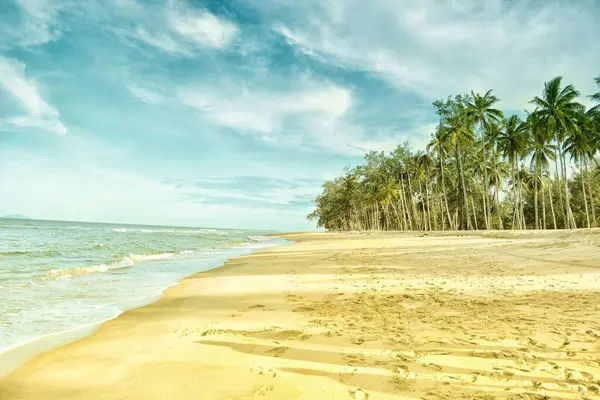 Palmiyeli güzel sahil