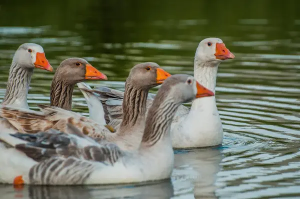 stock image ducks on the river