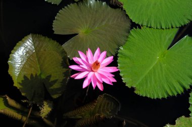 Güzel pembe nilüfer ya da gölette açan nilüfer çiçeği