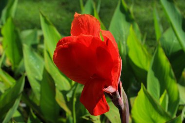 Bahçede çiçek açan kızıl kızılderili iğneleri. İndika çiçekleri yeşil yapraklı arka planda kırmızı taç yaprakları açar.