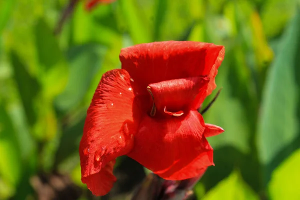 红色的印地安人在花园里盛开鲜花 菊花盛开 花瓣红色 叶背为绿色 — 图库照片