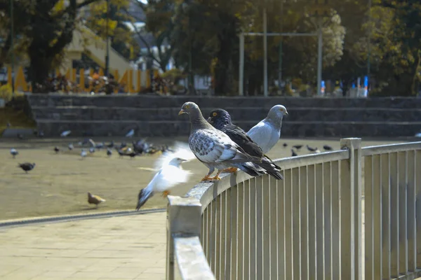 一群鸽子在公园的栏杆上飞来飞去 — 图库照片
