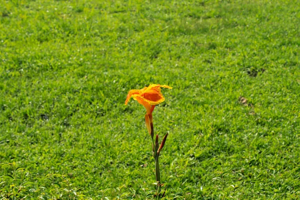 Gelbe Indische Schussblumen Die Garten Mit Grünem Gras Blühen Indische — Stockfoto