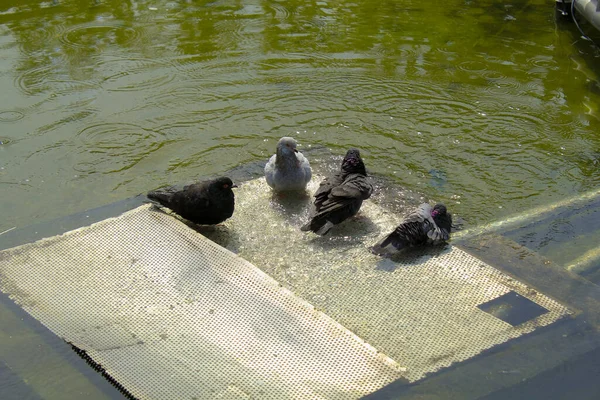 Σμήνος Περιστεριών Κάνουν Μπάνιο Στη Λίμνη Πράσινο Νερό Homing Περιστέρια — Φωτογραφία Αρχείου