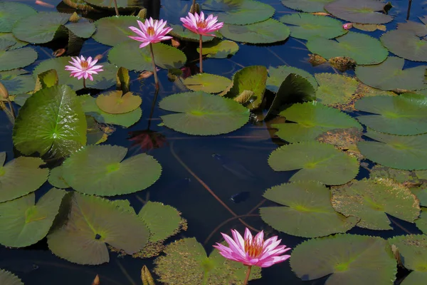 stock image beautiful pink lotus or water lily blooming on the pond