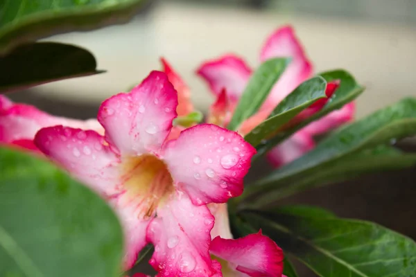 Schöne Feuchte Blume Von Adenium Obesum Mit Grünem Laub Und — Stockfoto