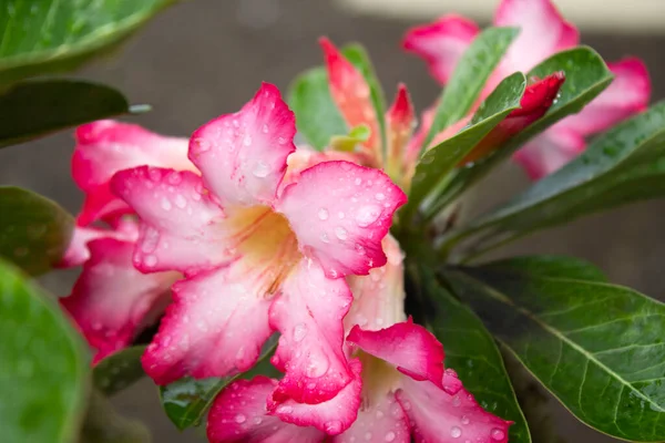 Regentropfen Auf Adenium Obesum Blume Mit Grünem Laub Und Rotweißem — Stockfoto