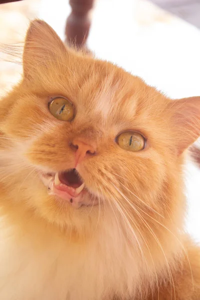 Punainen Kissa Kasvot Keltaiset Silmät Valkoinen Nauha Pörröinen Turkis Lemmikki — kuvapankkivalokuva