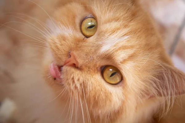 Cara Gato Rojo Con Ojos Amarillos Tira Blanca Peluche Mascota — Foto de Stock