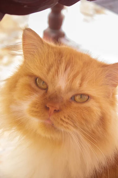Arg Röd Katt Ansikte Med Gula Ögon Och Vit Remsa — Stockfoto