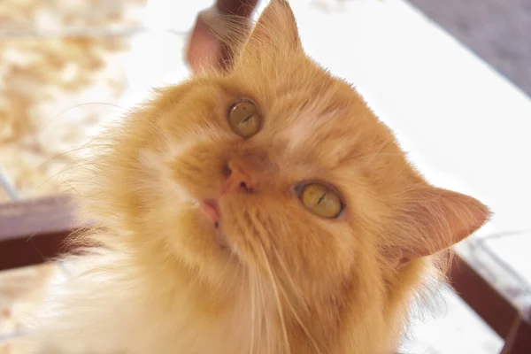 Rood Kattengezicht Met Gele Ogen Witte Strook Pluizig Bont Huisdier — Stockfoto