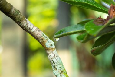 Ağaç kabuğunda yeşil yosun ve yeşil yaprakta yağmur damlası. Yağmurdan sonraki ıslak liken mantar ve bakterilerin simbiyozu.