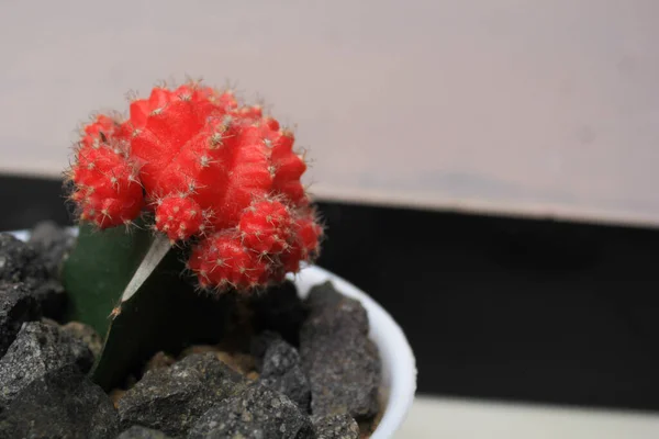Red Cactus Gymno Growth White Pot Surrounded Rocks Desert Plant — Stock Photo, Image