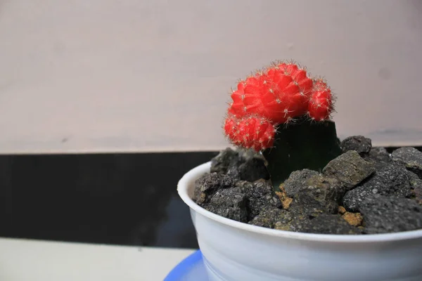 Cactus Rosso Crescita Ginnica Nel Vaso Bianco Circondato Rocce Pianta — Foto Stock