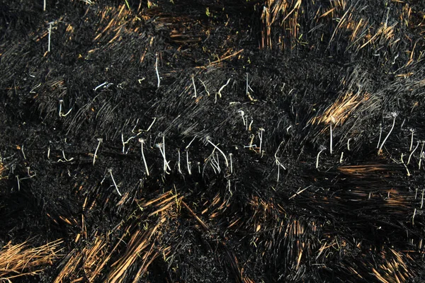 Bränt Paddyhalmfält Eller Jordbruksmark Vid Klimatkatastrof — Stockfoto
