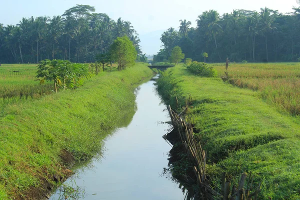 water irrigation canal along of the farmland with tropical forest and blue sky background