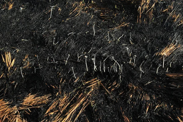 Burned Paddy Straw Field Farmland Climate Disaster Stock Picture