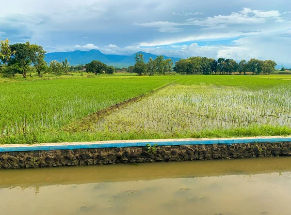 rice field and river in the asian countryside over mountain and sky background