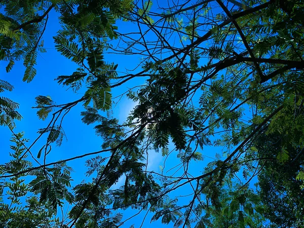 Árvores Verdes Céu Azul Atingido Pelo Raio Sol — Fotografia de Stock