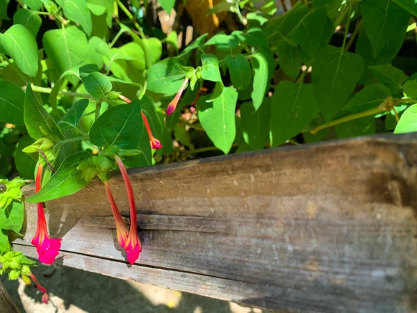 Rote Blüten Und Schwarze Samen Von Mirabillis Jalapa Mexikanischen Pflanzen — Stockfoto