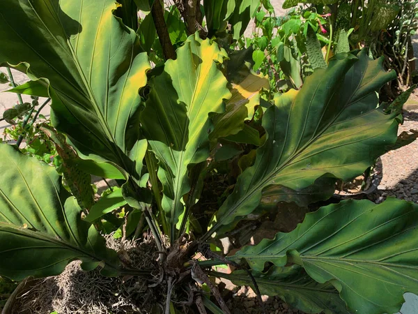 stock image snake plant or mother in law tongue plants in the terrace house