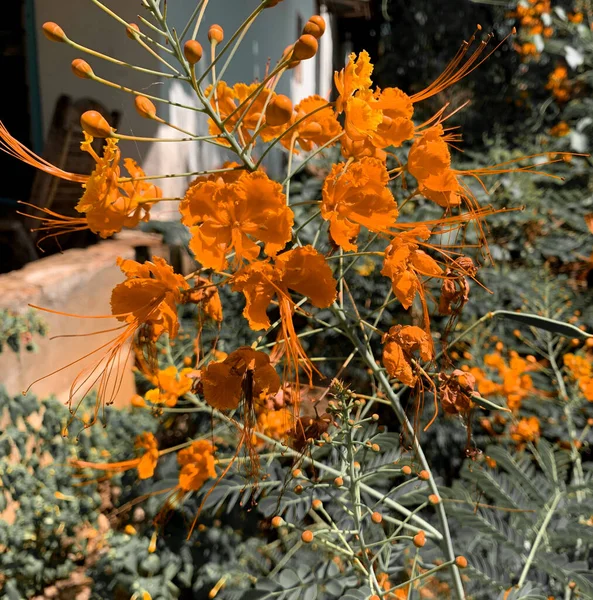 Gelbe Blüten Von Zwergponciana Oder Mexikanischen Paradiesvogel Amerikas Pflanzen — Stockfoto