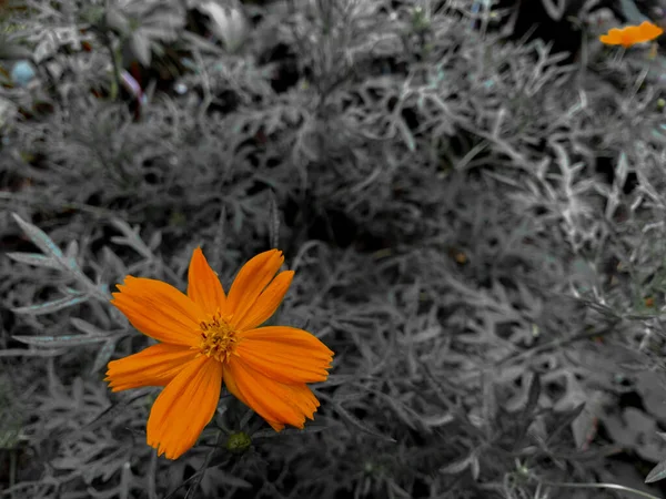 Orange Flowers Kenikir Sulfur Cosmos Plants Bug Top — Stock Photo, Image
