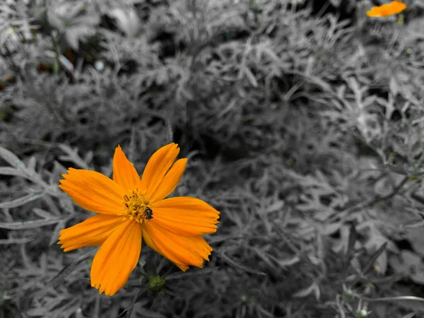 Помаранчеві Квіти Кайкіра Сірчані Рослини Космосу Жук Зверху — стокове фото