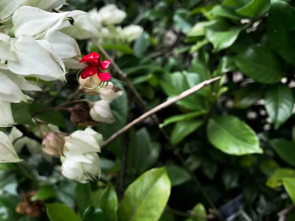 Rote Blüten Mit Weißen Blütenblättern Blutende Prachtblume Oder Klerodendrum Thomsoniae — Stockfoto