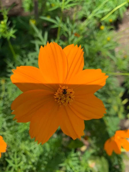 Orange Flowers Kenikir Sulfur Cosmos Plants Bug Top — Stock Photo, Image