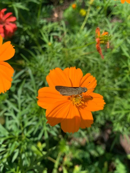 Motýl Vrcholu Oranžových Květin Výhled Shora Kosmos Nebo Kenikir Síra — Stock fotografie