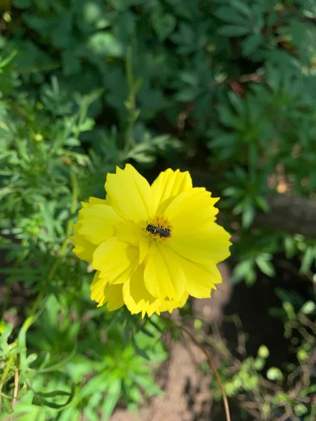Robaczek Żółtych Kwiatach Siarki Kenikir Lub Kwiecie Kosmosu Siarki Ogrodzie — Zdjęcie stockowe