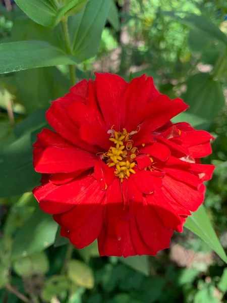 Czerwone Kwiaty Zwykłego Cynku Lub Zinia Anggun Kwiat Bliska Góry — Zdjęcie stockowe