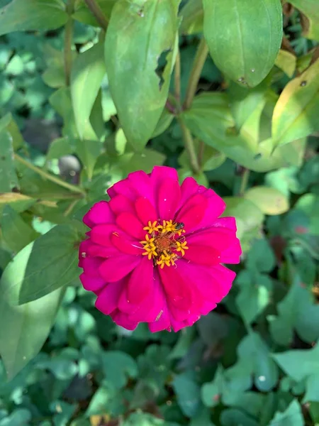Różowe Kwiaty Zinia Anggun Lub Wspólne Zinia Kwiat Fioletowym Kolorze — Zdjęcie stockowe