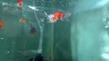 Akvaryumda su yüzeyinde yüzen baloncuklarla japon balığını elle beslemek.