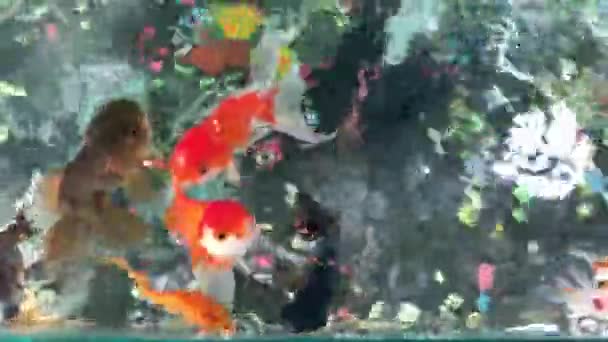在水面漂浮着气泡的水族馆人工喂金鱼 — 图库视频影像
